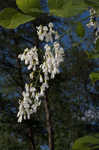 Kentucky yellowwood